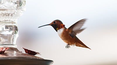 3 Tips for Placing Your Hummingbird Feeder