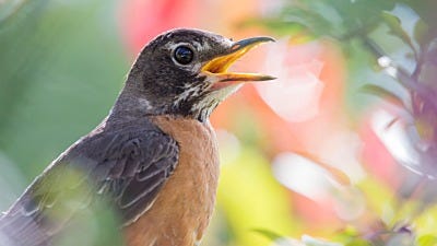 American Robin: Top 10 Most Interesting Facts