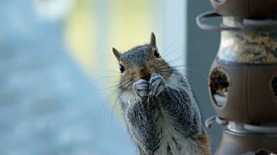 America's Most Wanted: Squirrels Gone Wild