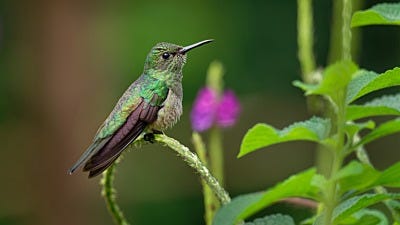 Anatomy Of A Hummingbird: What Makes Up These Tiny Birds?