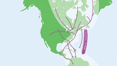 Bird Migration: Birds of the Atlantic Flyway