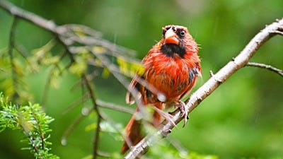 Avoid Wet Bird Seed: 3 Ways to Keep Bird Seed Dry