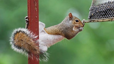 Backyard Squirrel Battles Require Balance