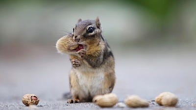 Beyond Squirrels: Chipmunks and 4 Other Bird Feeder Bandits