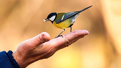 Bird Conservation: Helping North America's Birds