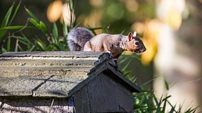 Bird Seed Storage: How A Squirrel Bandit Almost Got Away with It