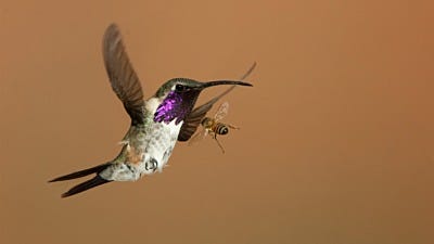 The Birds and the Bees: Battling Bees at Hummingbird Feeders