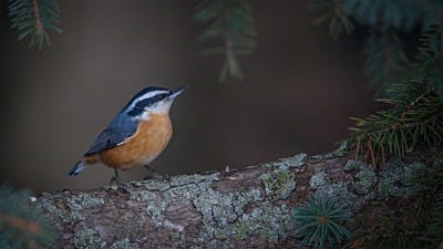 How to Help the Boreal Forest: North America's Songbird Nursery