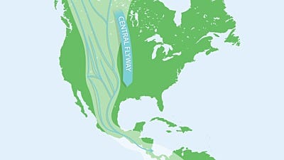 Bird Migration: Birds of the Central Flyway