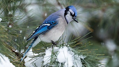 Christmas Bird Count: All Your Questions Answered