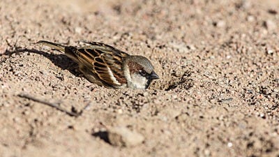 Deciphering Common Wild Bird Behaviors