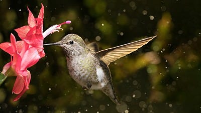 Do You Have "Drifters"? How to Help Winter Hummingbirds