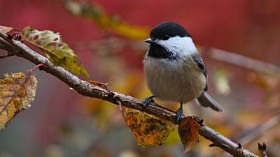 Fall Bird Feeding Tips