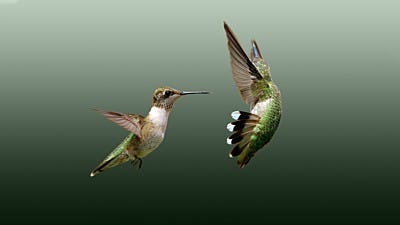 Flight or Fight: Understanding the Aggressive Hummingbird Personality