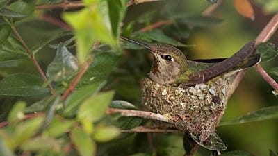 How A Mother Hummingbird Cares for Her Babies