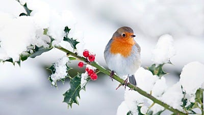 How Birds Survive in Winter Weather