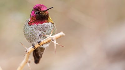 How Do Hummingbirds Chirp with their Tails?