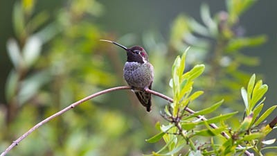 How Do Hummingbirds Eat?