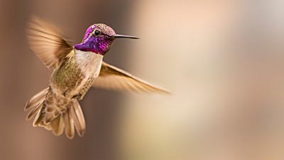 How Hummingbirds Attract A Mate with Stunts