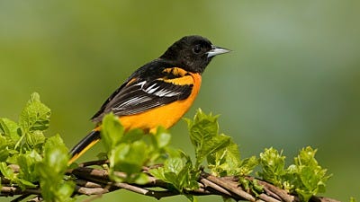 How to Attract Orioles This Spring