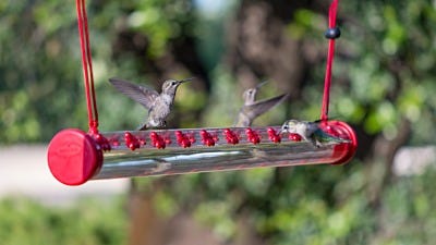 How to Attract Scores of Hummingbirds to Your Yard