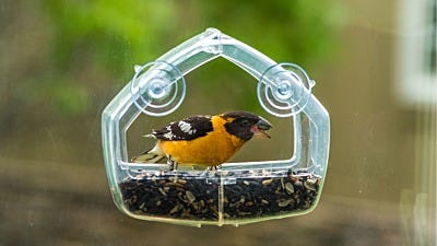 How to Feed the Birds with Limited Space
