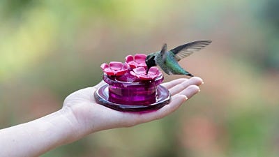 How to Hand Feed Hummingbirds