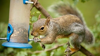 How to Squirrel Proof Your Yard