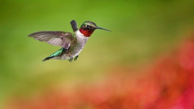 Hummingbird Instinct: Location vs. Color