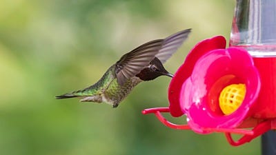 Hummingbird Safety: 5 Easy Ways to Protect Your Hummingbirds