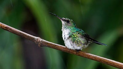 Hummingbirds, Hurricanes, and Storms!