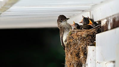 Identifying Wild Bird Nests