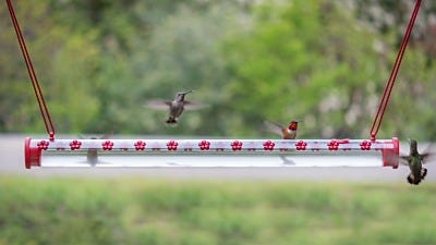 It's Hummingbird Happy Hour at the Hummerbar®