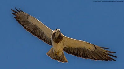 Laura Bentley and the Spirit of Nature