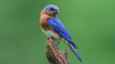 Learn About PA Songbirds at Hawk Mountain