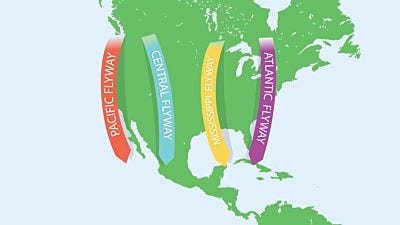 North American Bird Migration: The 4 Flyways