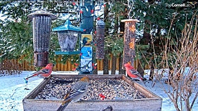 Check Out the Perky-Pet® Ontario Feeder Cam