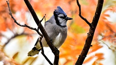 Optimize Your Yard for Fall Bird Feeding