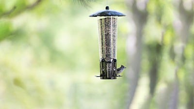 5 Green Reasons to Try Bird Feeding