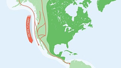 Bird Migration: Birds of the Pacific Flyway