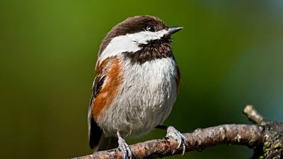 Resident Birds: Birds That Don't Migrate