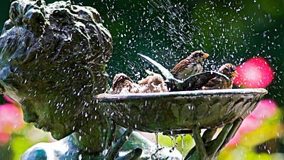 Rub-A-Dub-Dub: How Do Birds Bathe?