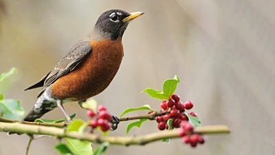 Species Spotlight: American Robin