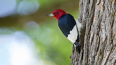 Species Spotlight: Red-Headed Woodpecker