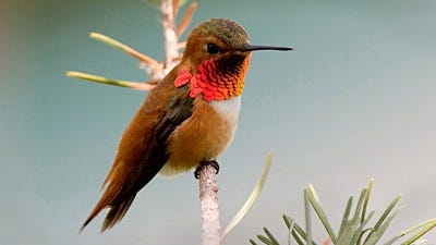 Species Spotlight: Rufous Hummingbird