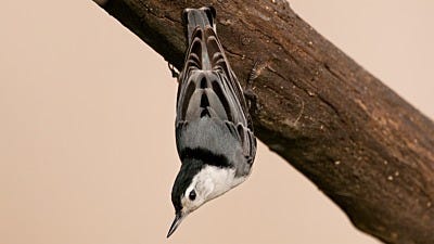 Species Spotlight: White-Breasted Nuthatch