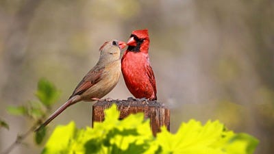 Species Spotlight: Northern Cardinal