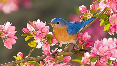 Spring is Here! Get Your Bird Feeders Ready