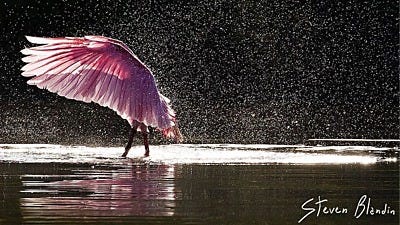 Steven Blandin: Photographing Florida's Finest Bird