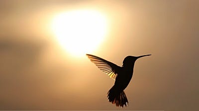 The Sun in Disguise: Hummingbird Myths and Legends